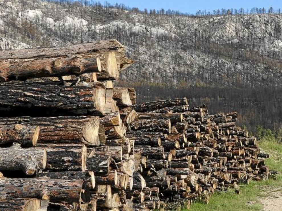 Ya han comenzado la limpieza de los montes y la retirada de troncos, aunque todavía quedan muchas zonas con pinos quemados.