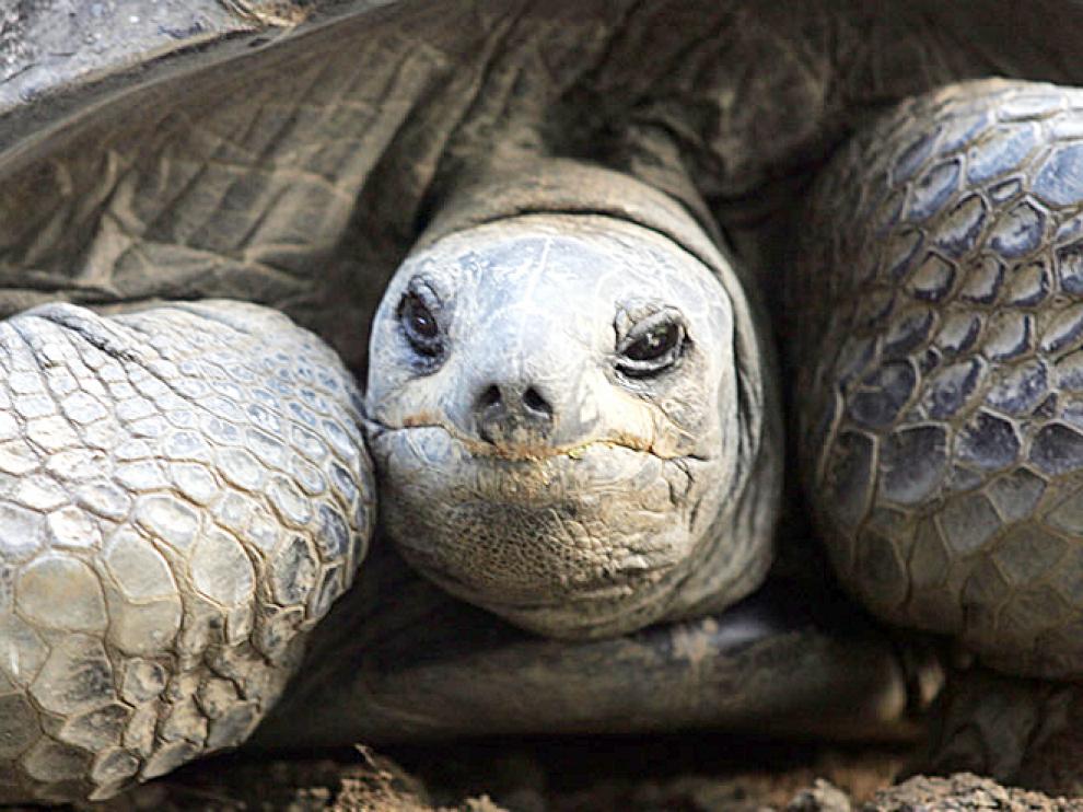 Una tortuga gigante