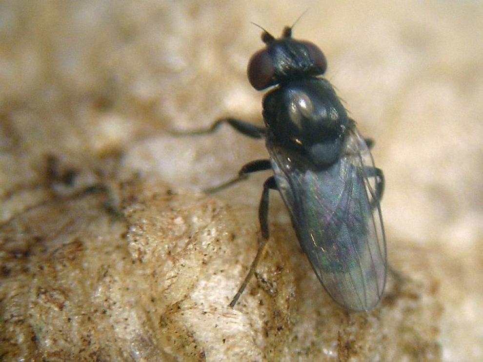 Una de las moscas estudiadas en el Zoobotánico de Jerez