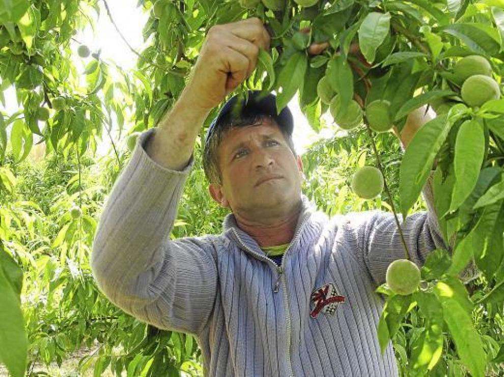 Un temporero extranjero trabaja en la campaña del melocotón en los campos bajoaragoneses.
