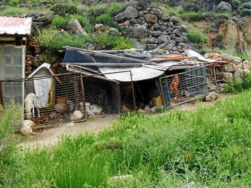 Un cazador de Albarracín, denunciado por mantener 18 perros hacinados y descuidados