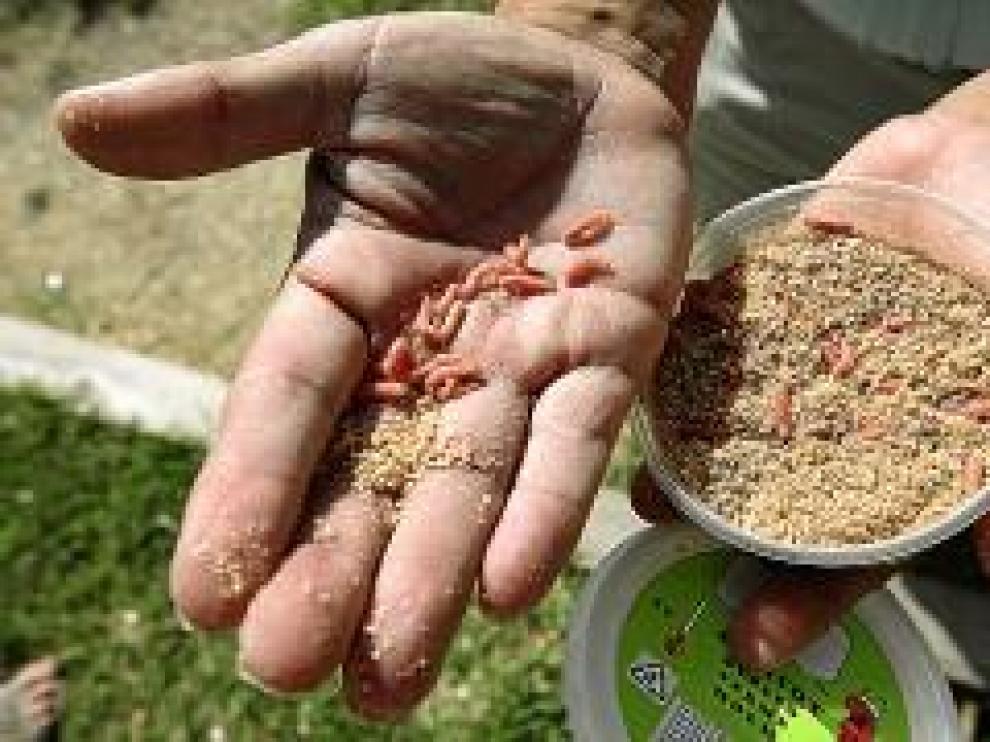 Las riberas de Zaragoza llenas de pescadores