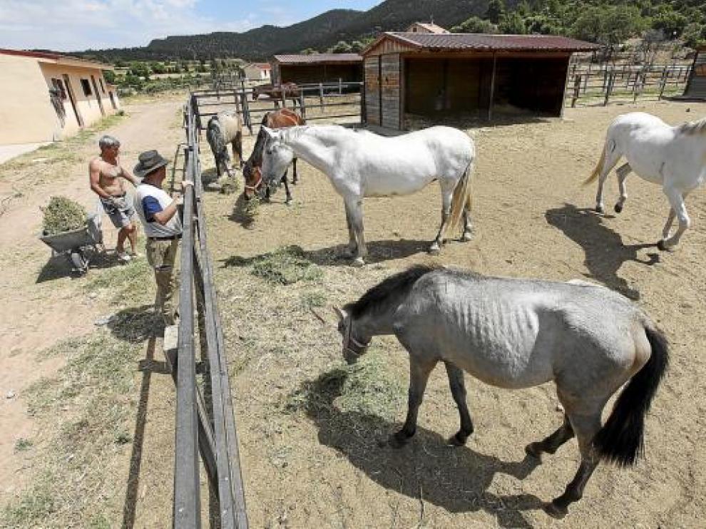 Trabajadores del centro hípico Alcafas suministran forraje a los caballos del establecimiento.