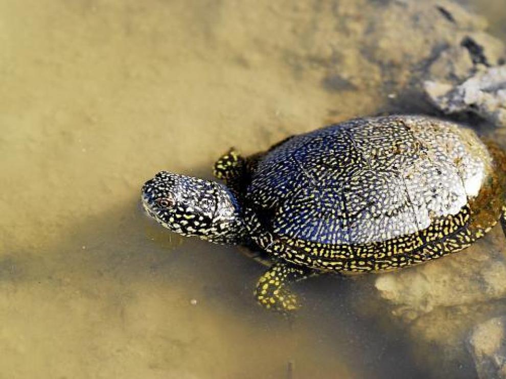 El galápago europeo es una especie bioindicadora de la calidad de las aguas.