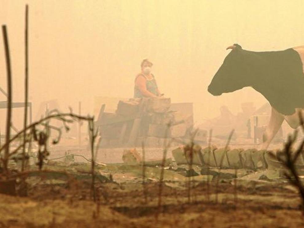 La sequía y los incendios han arrasado una cuarta parte de los cultivos de cereal en Rusia.