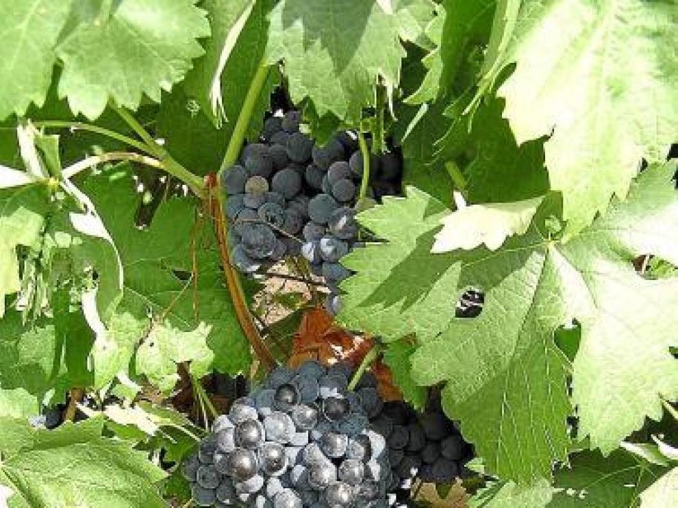 Aragón quiere mantener sus garnachas más antiguas.