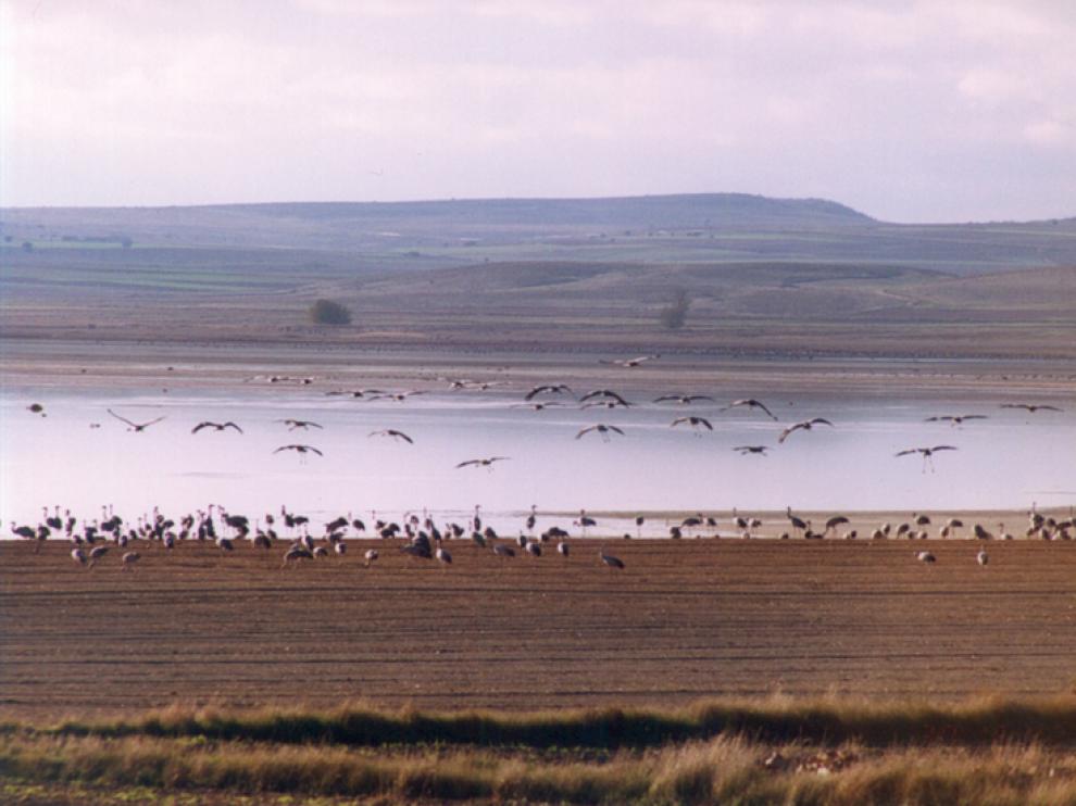 La laguna de Gallocanta, un paraíso para ornitólogos
