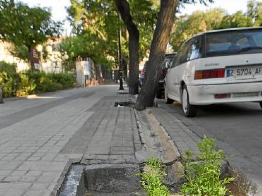 Ecologistas y vecinos alertan del mal estado de los árboles singulares de Zaragoza