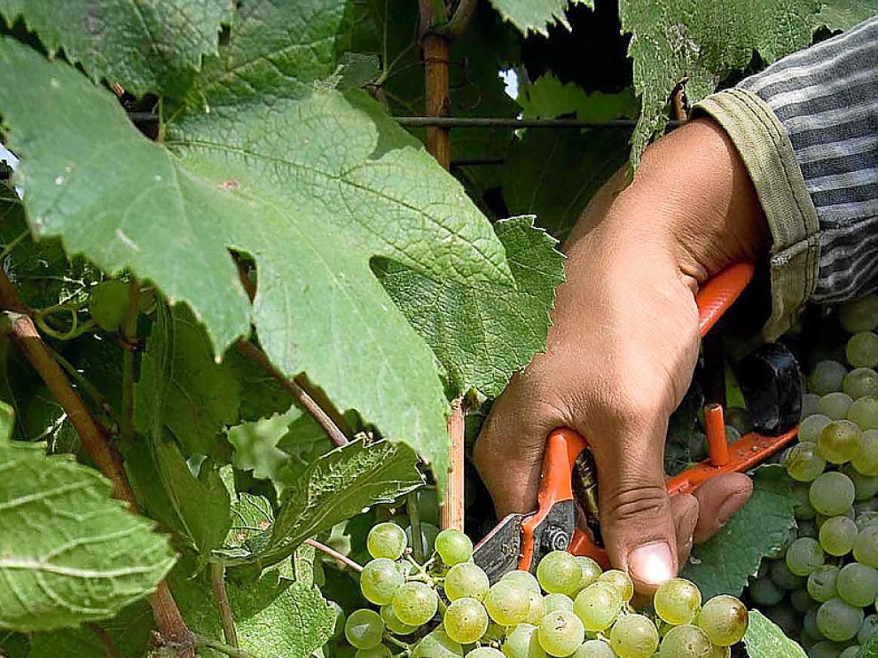 Vendimiando la uva chardonnay