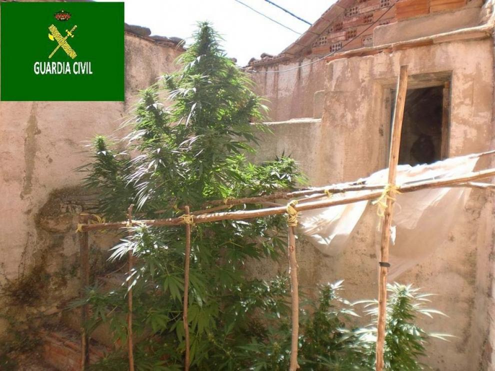 Planta de Marihuana intervenida por los agentes