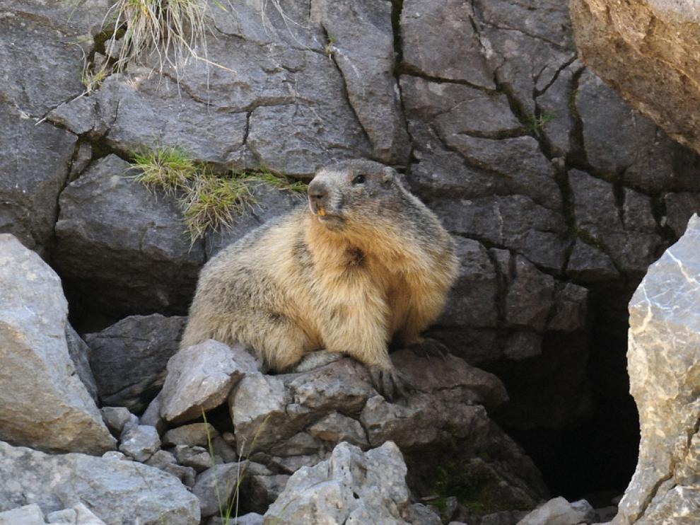 Marmota en el collado de Sahún