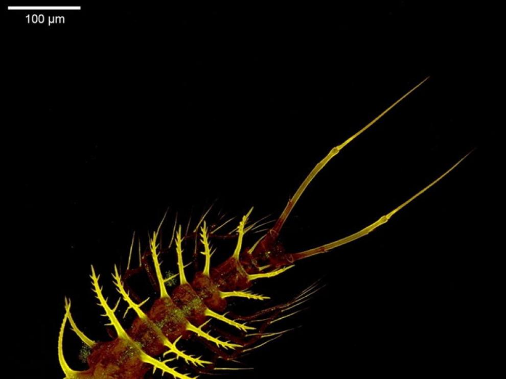 Nueva y extraña especie de copépodo.