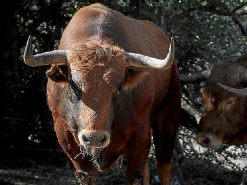Los serios toros de la ganadería de Cuvillo que serán toreados en Zaragoza.