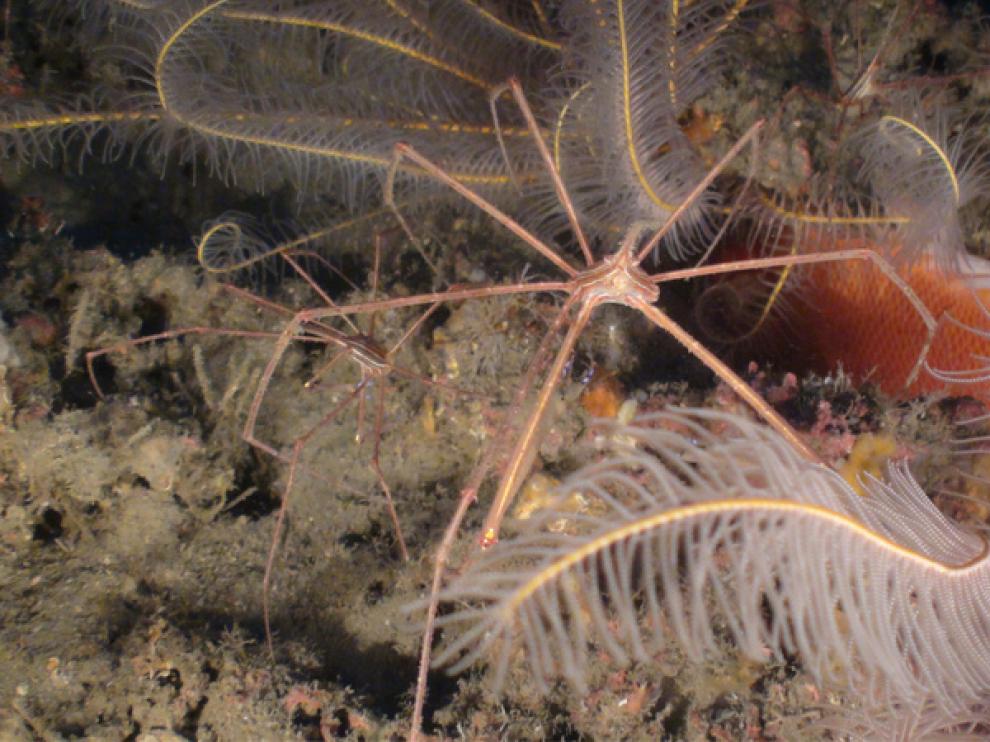 Cangrejo flecha, en la zona conocida como Alpes de Alabama en el golfo de México