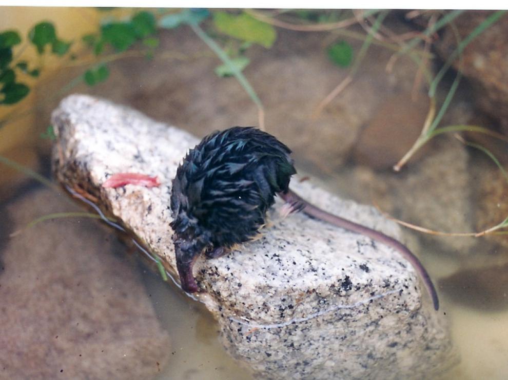 El desmán vive en cursos de agua de gran calidad ecológica