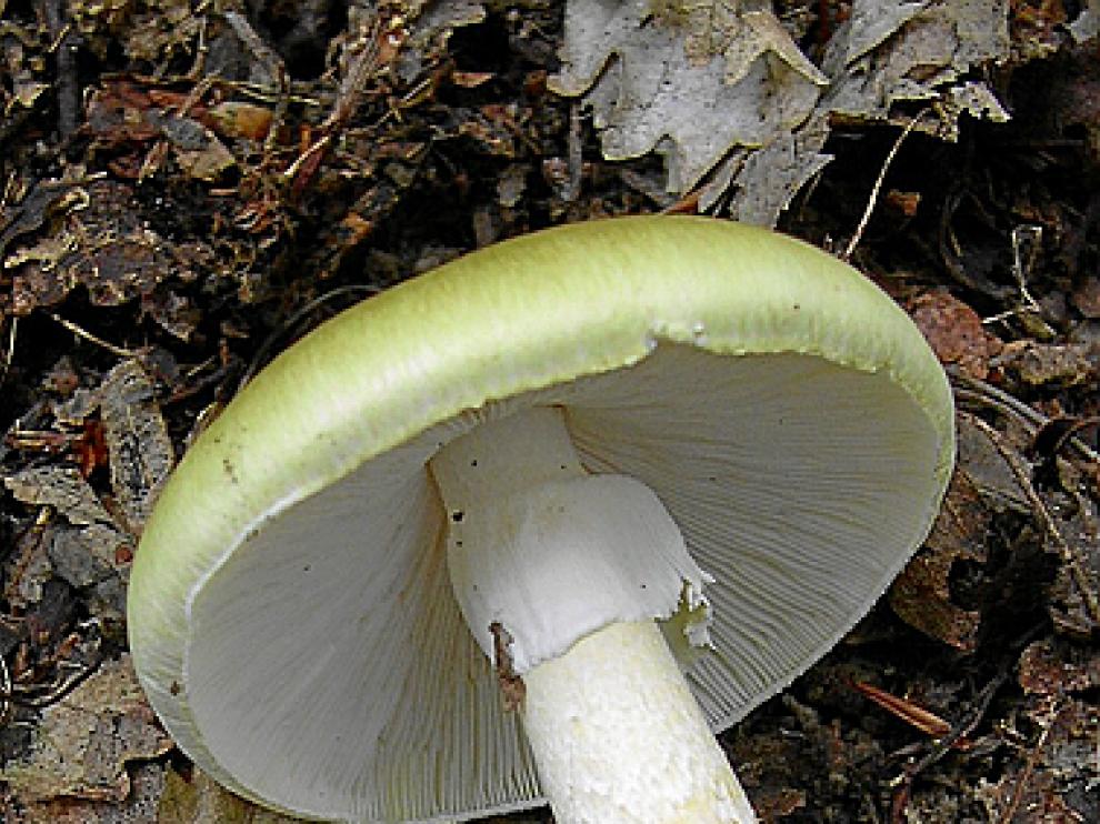 Ejemplar de amanita.