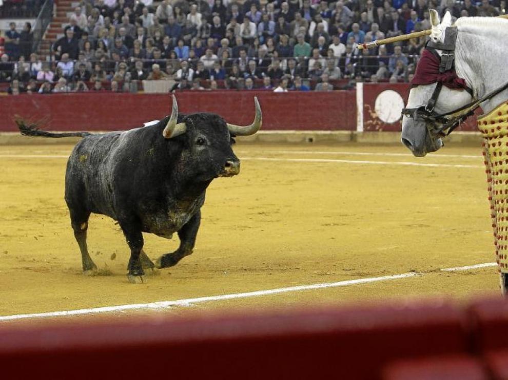 Con alegría y fijeza entró al caballo el primero de la tarde.