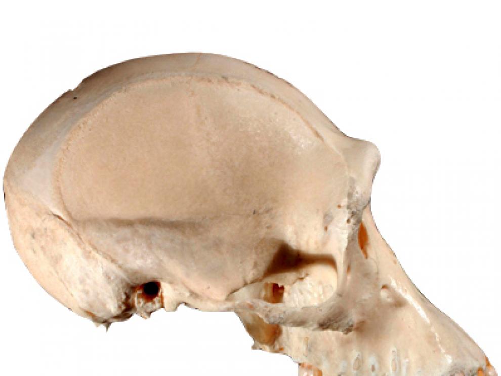 Vista de perfil del cráneo de un chimpancé
