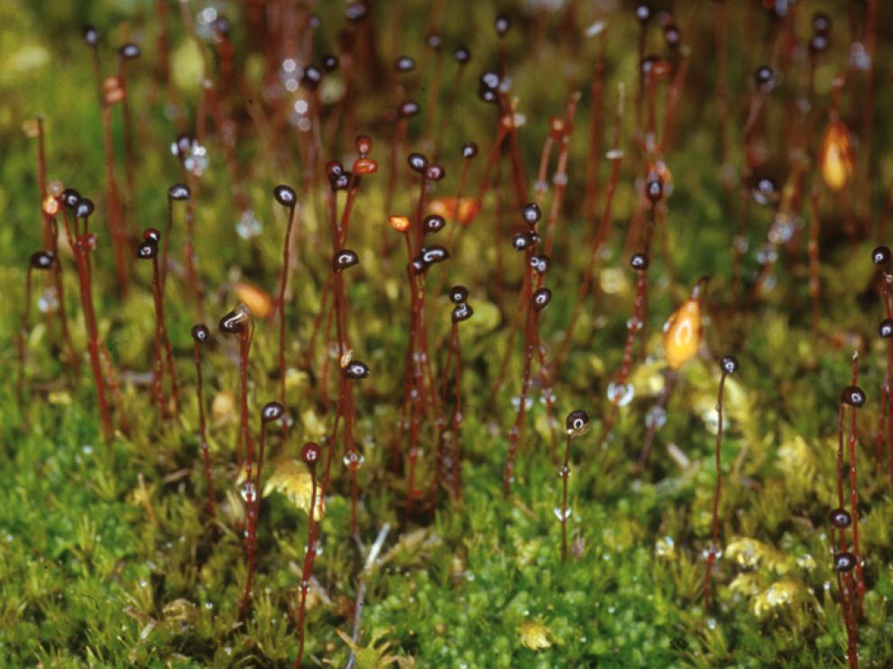 'Catoscopium nigritum', un musgo que en la Península es exclusivo del Pirineo