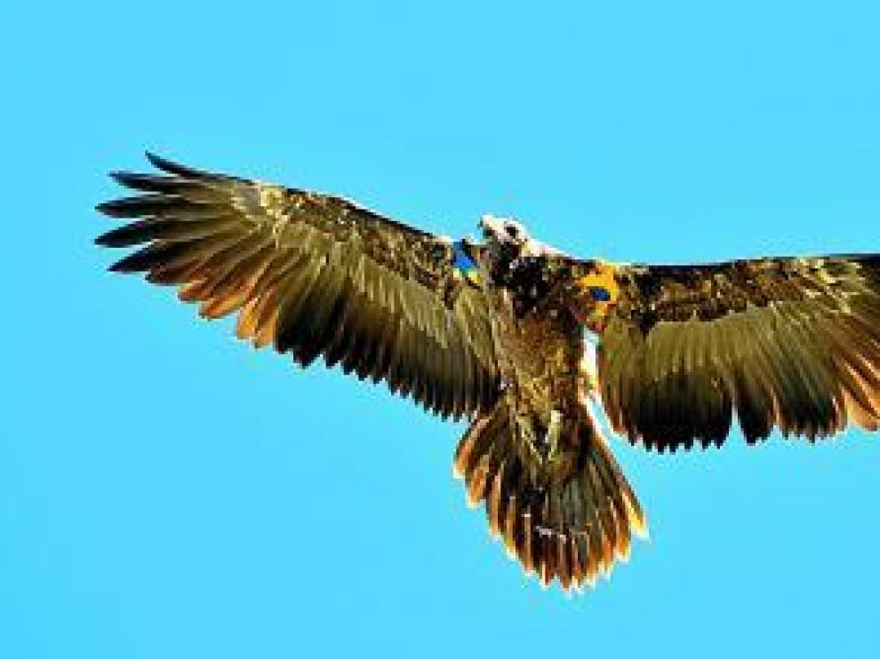 Deva, en pleno vuelo sobre la Cordillera Cantábrica.