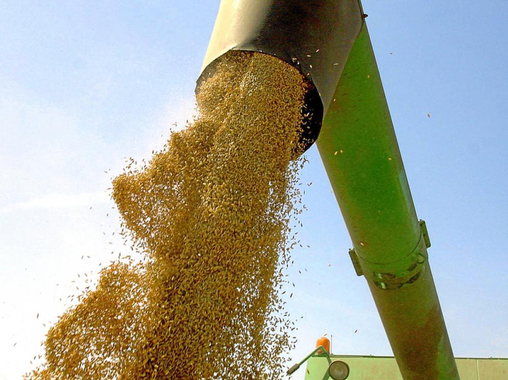 El alza de los precios del cereal crea tensiones entre productores y fabricantes de piensos.