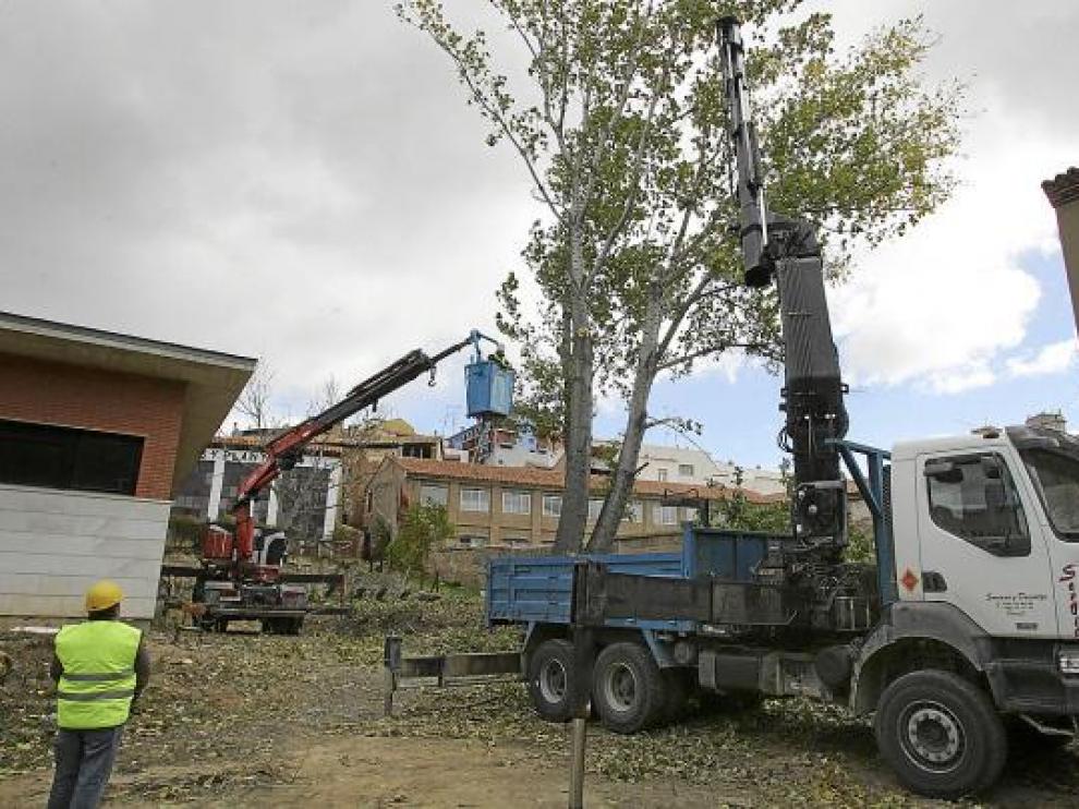 Las máquinas comenzaron ayer los trabajos para talar un gran chopo.