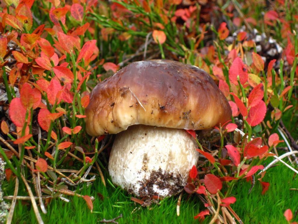 Boletus Edulis