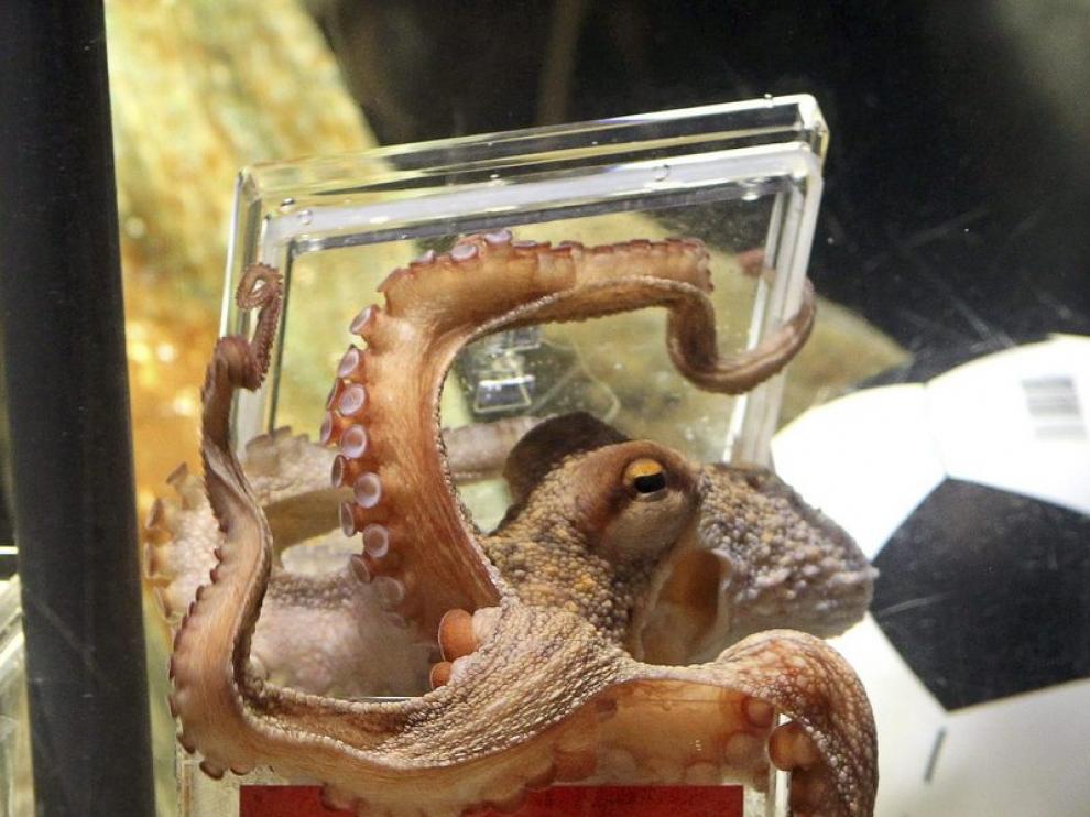 El pulpo Paul acertando uno de los resultados del mundial que ganó España