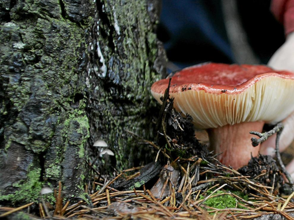 Recogiendo una seta en un bosque de coníferas