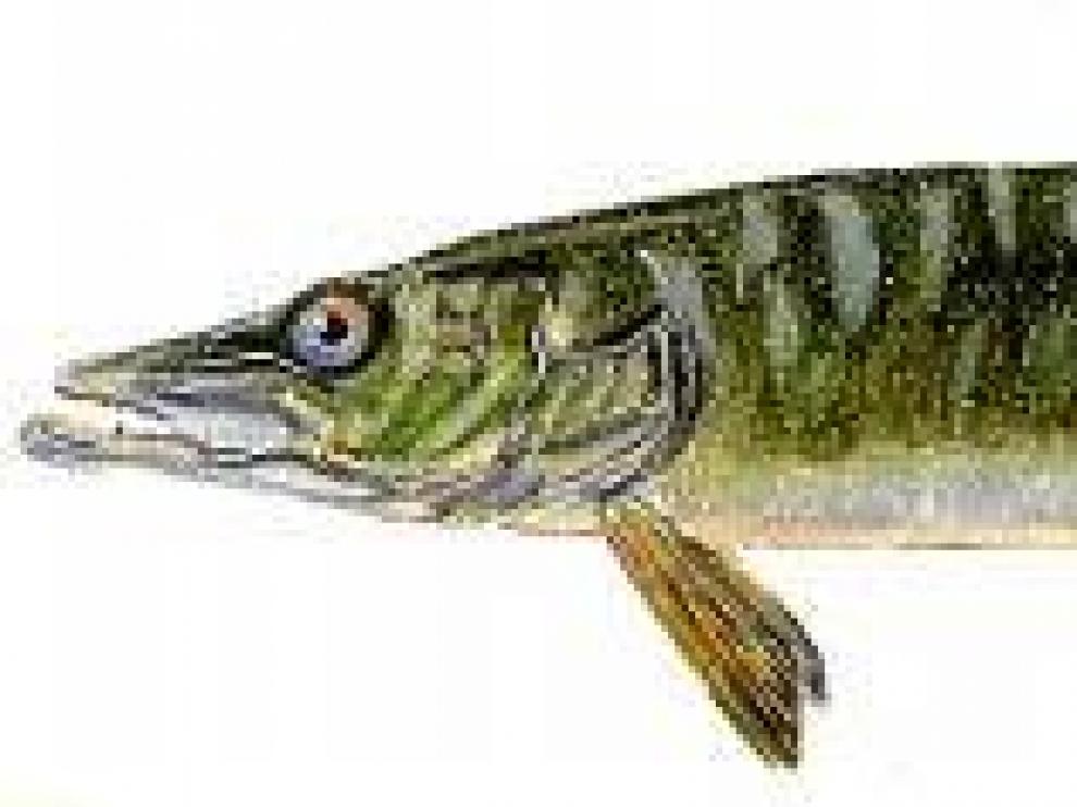 La mitad de las 32 especies de peces que viven en los ríos aragoneses son exóticas