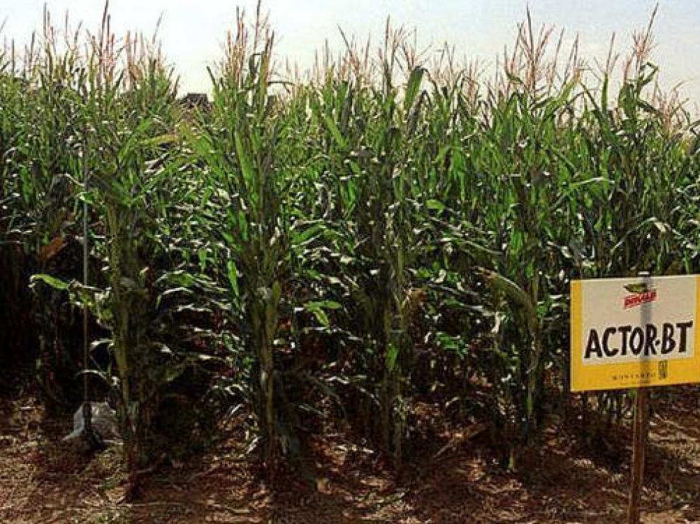 Cultivo de maíz transgénico Bt en Aragón.