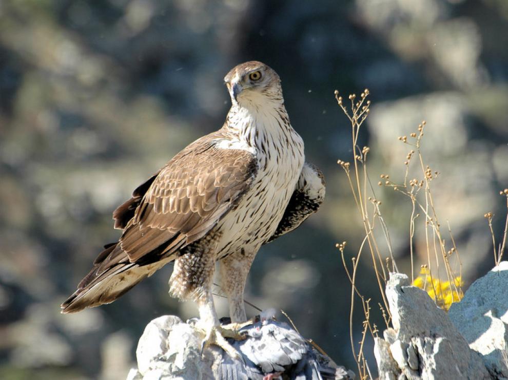 Ejemplar de águila azor perdicera