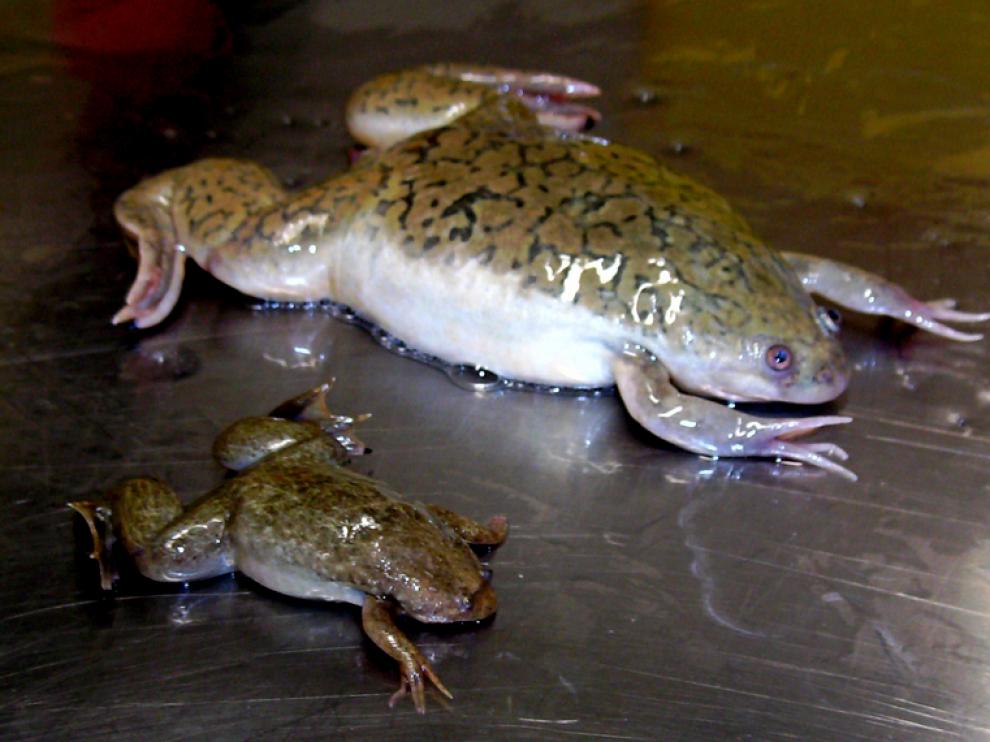 ¿Por qué estas dos ranas del género Xenopus tienen un tamaño tan distinto?