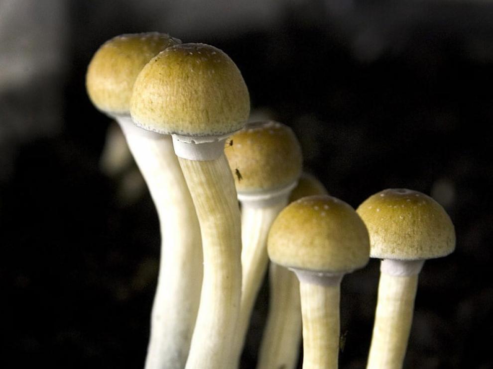 'Sthoparia cubensis'