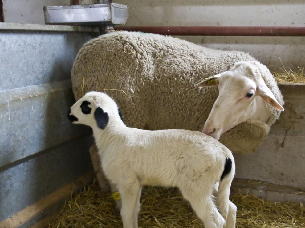 Numantino, con su madre, en Veterinaria