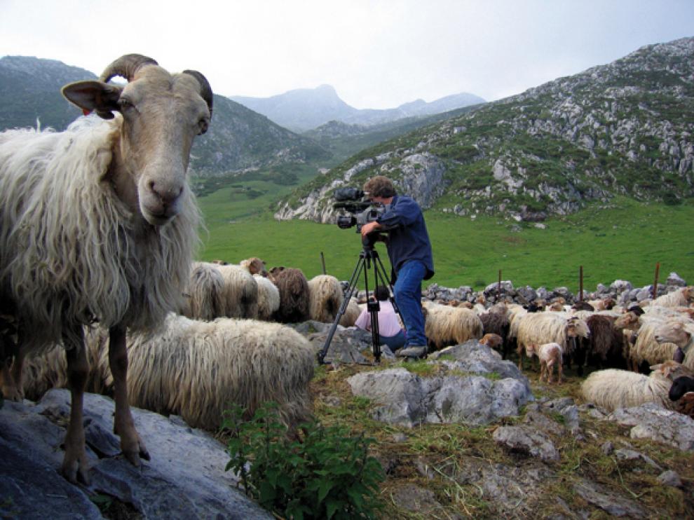 Moreno filmando entre ovejas latxas