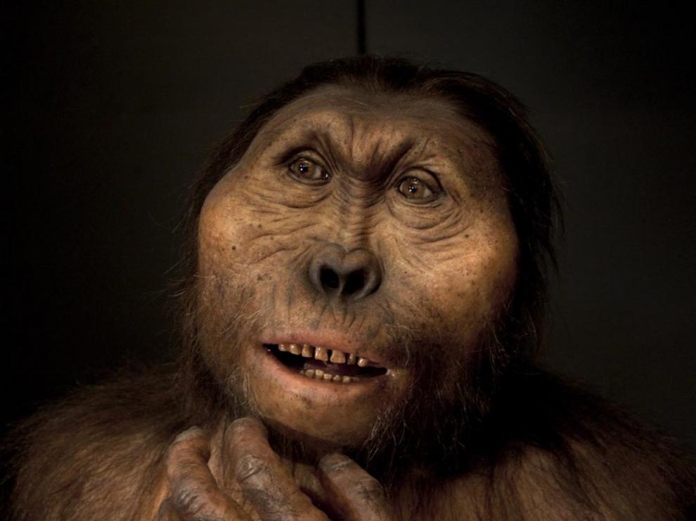 El Paranthropus boisei presenta una mandíbula más robusta y una cara más y ancha debido a su dieta vegetariana