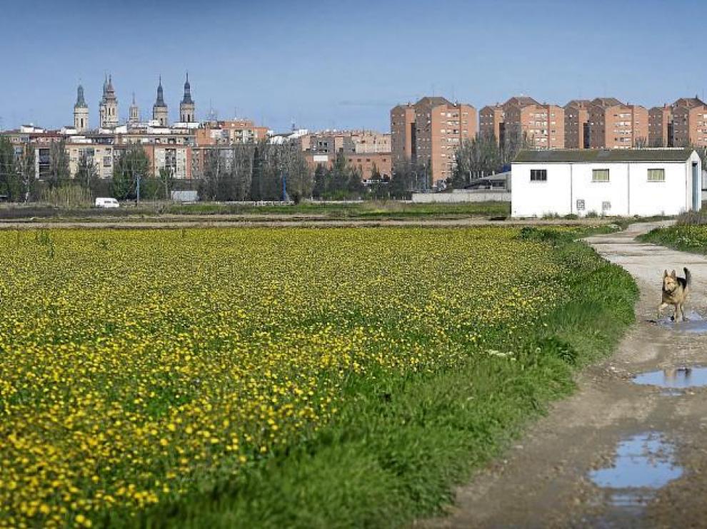Imagen de la huerta de Las Fuentes, donde el Ayuntamiento quiere construir unas 2.700 viviendas.
