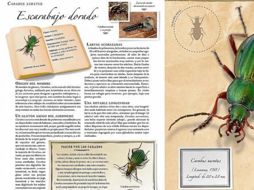 Extracto del libro 'Pequeña colección de insectos', que muestra con detalle el escarabajo dorado, de Sonia Dourlot y editado por Larousse .