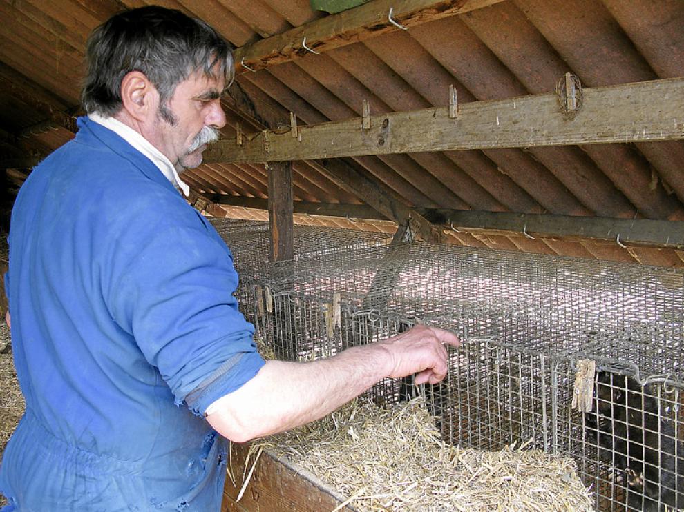 La granja de visones de Albalate ya fue asaltada en marzo de este año.