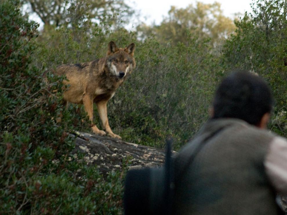 Imagen de la película 'Entrelobos'