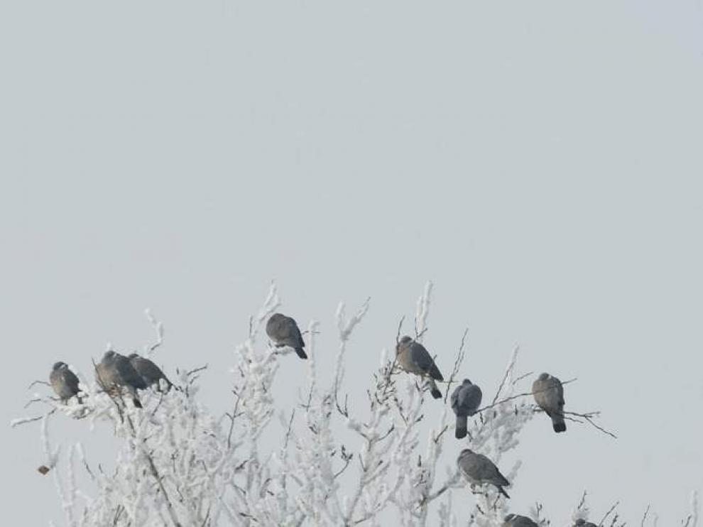 Dormidero de palomas torcaces