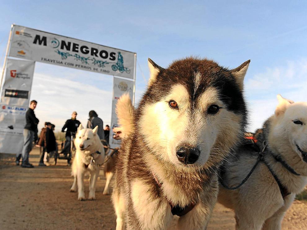 Los perros, protagonistas de la cita monegrina.