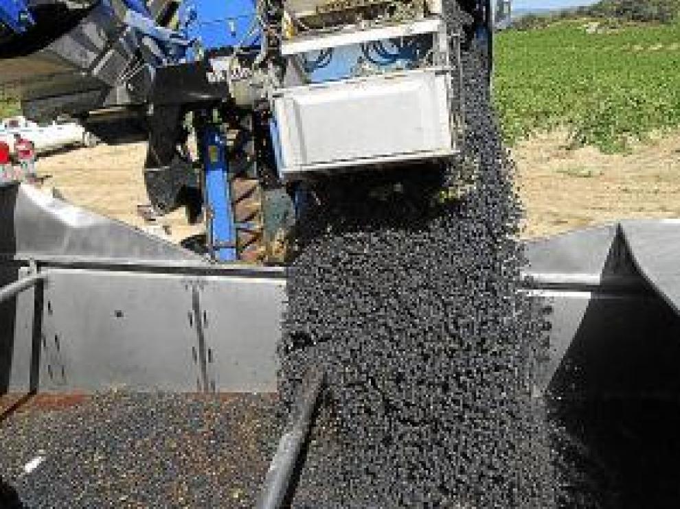 Vendimia a máquina en Viñas del Vero.