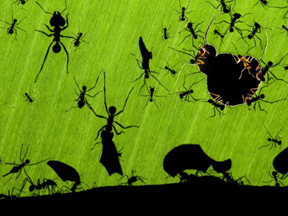 Una maravilla de hormigas