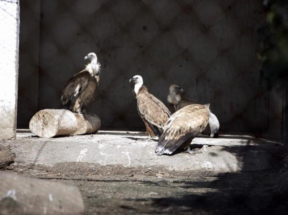 Buitres en el centro de recuperación de fauna