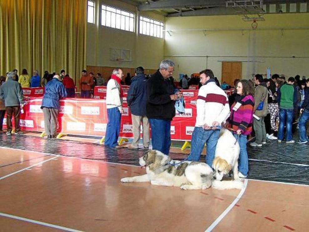 El pabellón polideportivo de Graus estuvo muy animado en el concurso canino celebrado el domingo.