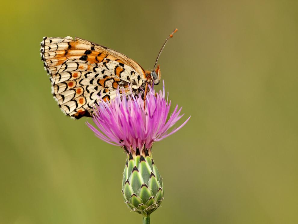 Género melitaea