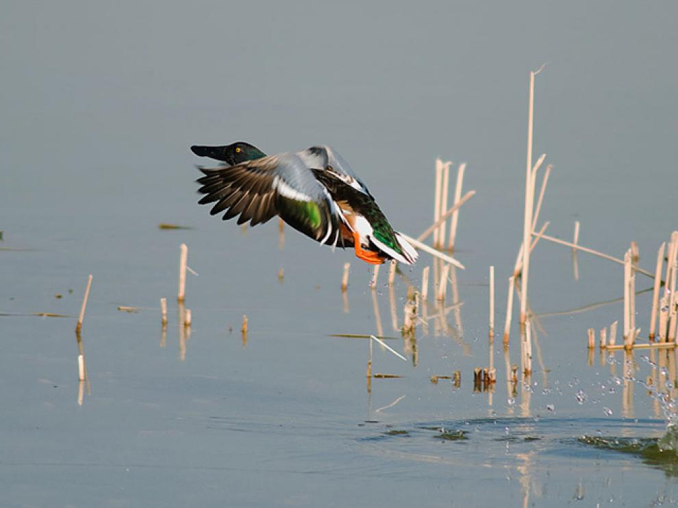 Un cuchara común emprende el vuelo en la laguna de Sariñena