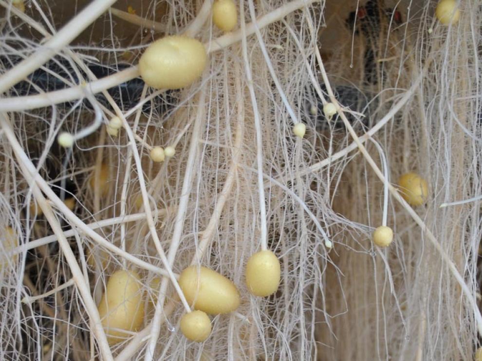 Producción de patata de siembra sin suelo